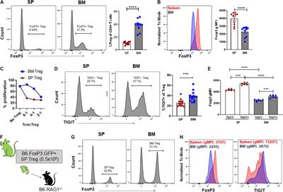 Bone Marrow Regulatory T Cells Are a Unique Population, Supported by Niche-Specific Cytokines and Plasmacytoid Dendritic Cells, and Required for Chronic Graft-Versus-Host Disease Control